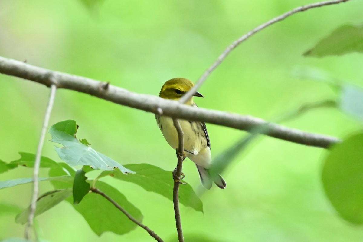 Black-throated Green Warbler - ML642754884