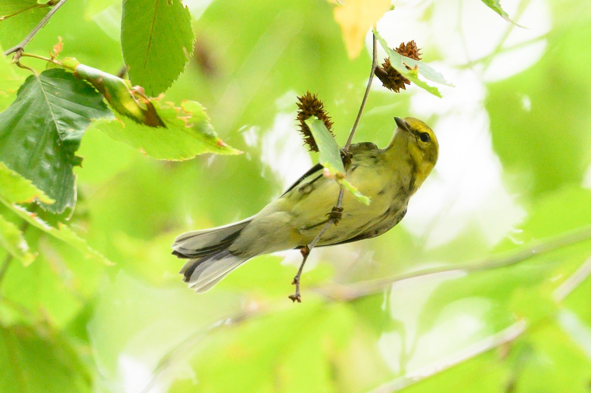 Black-throated Green Warbler - ML642754885