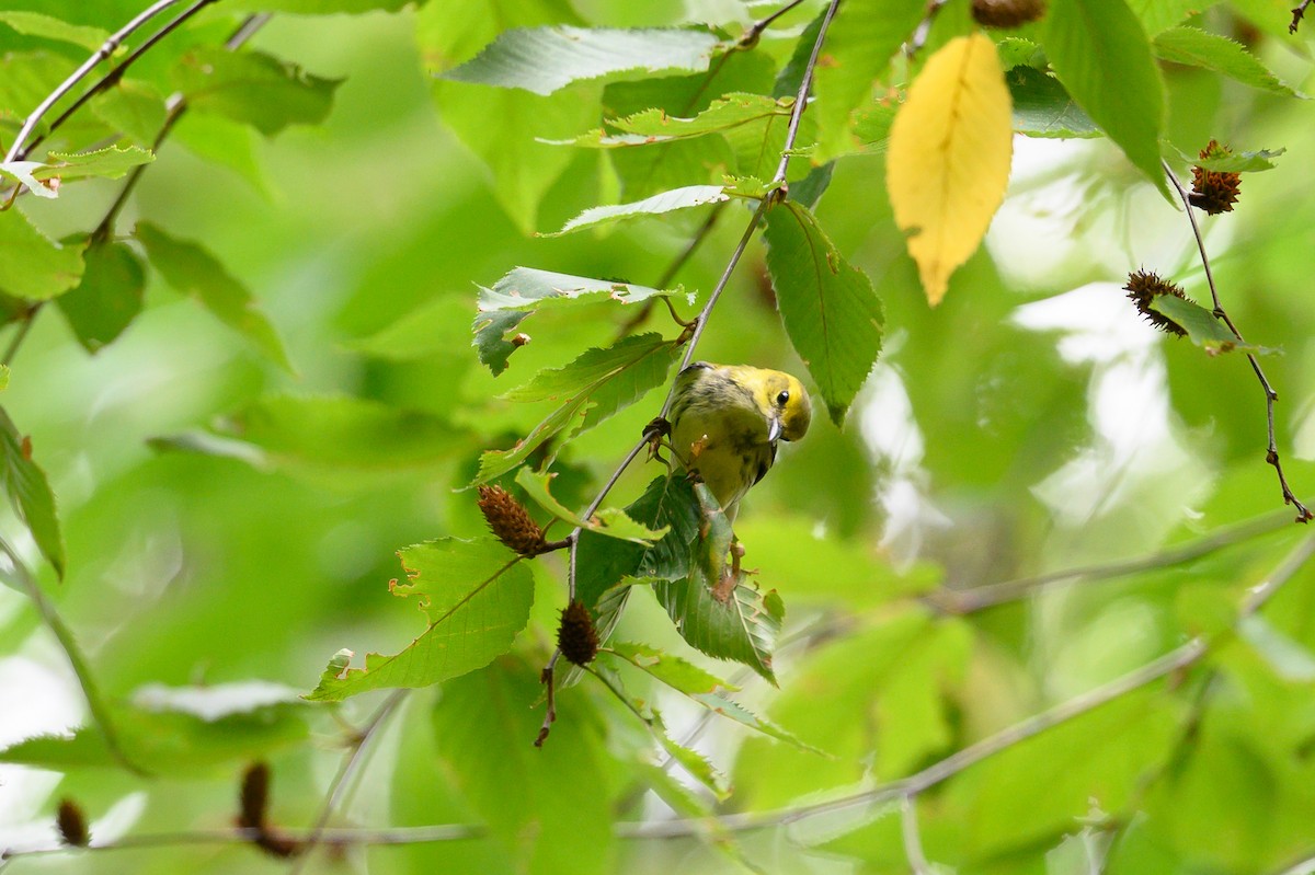 Black-throated Green Warbler - ML642754886
