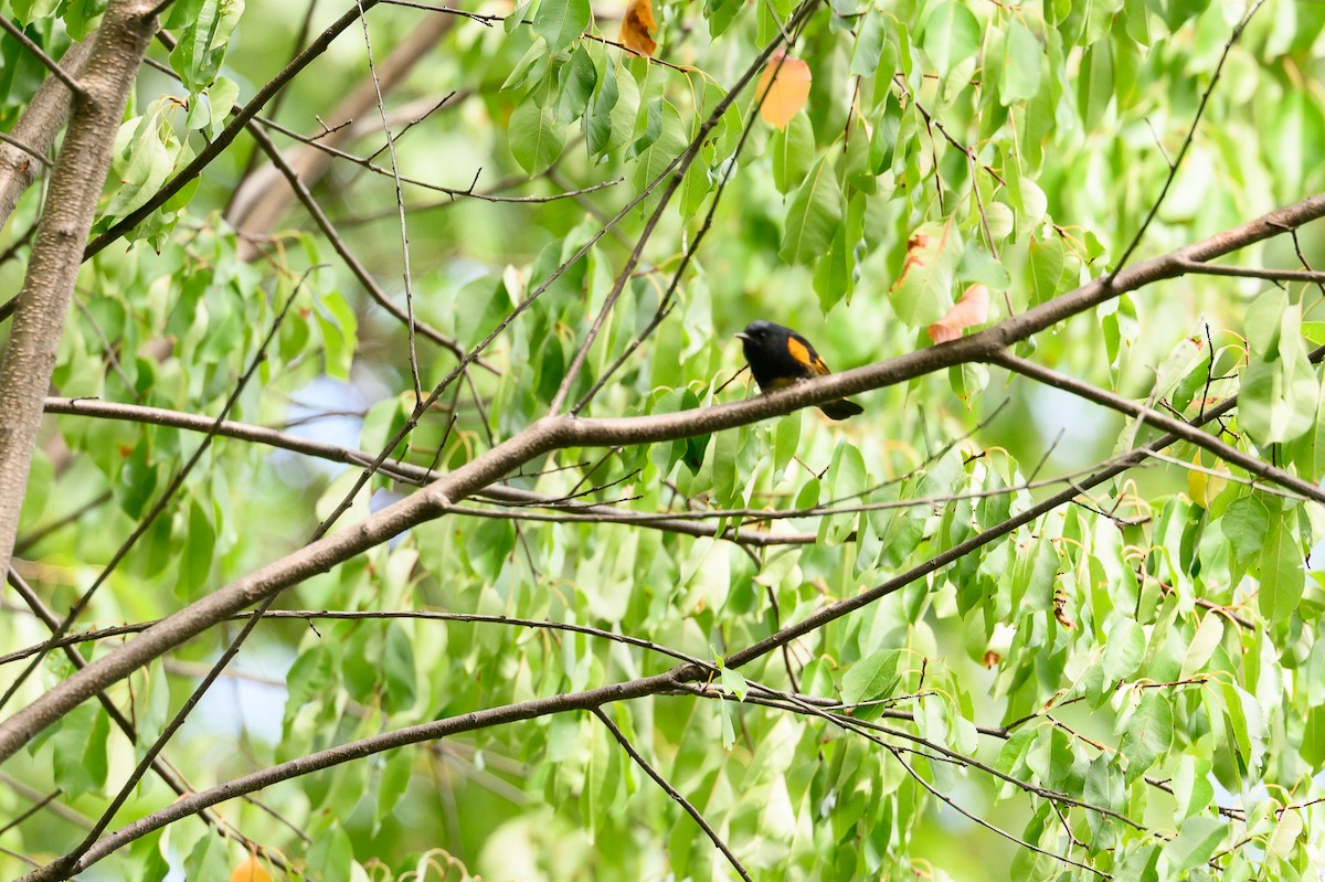American Redstart - ML642754887