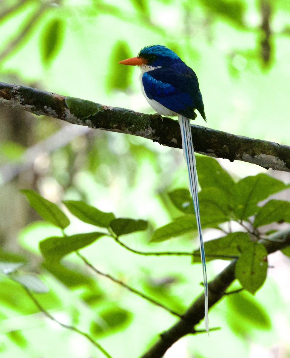 Common Paradise-Kingfisher - ML642754889