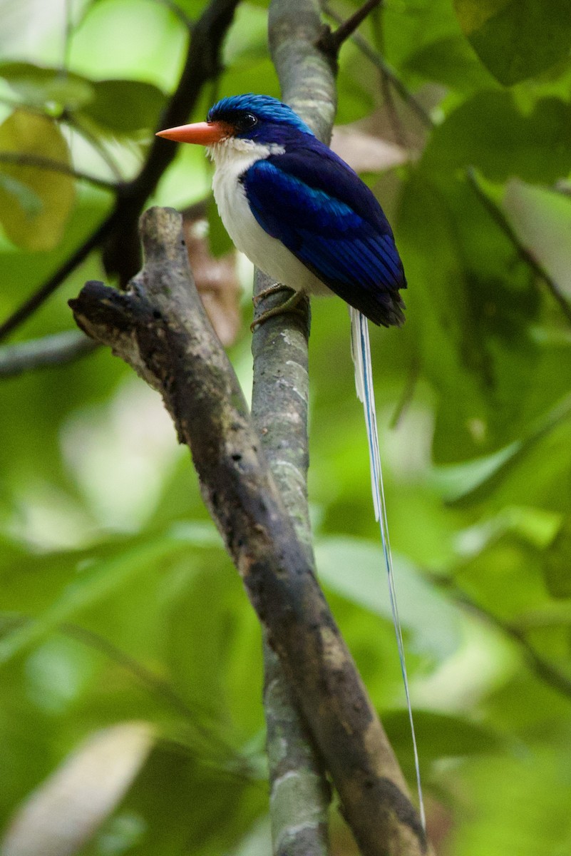 Common Paradise-Kingfisher - ML642754890