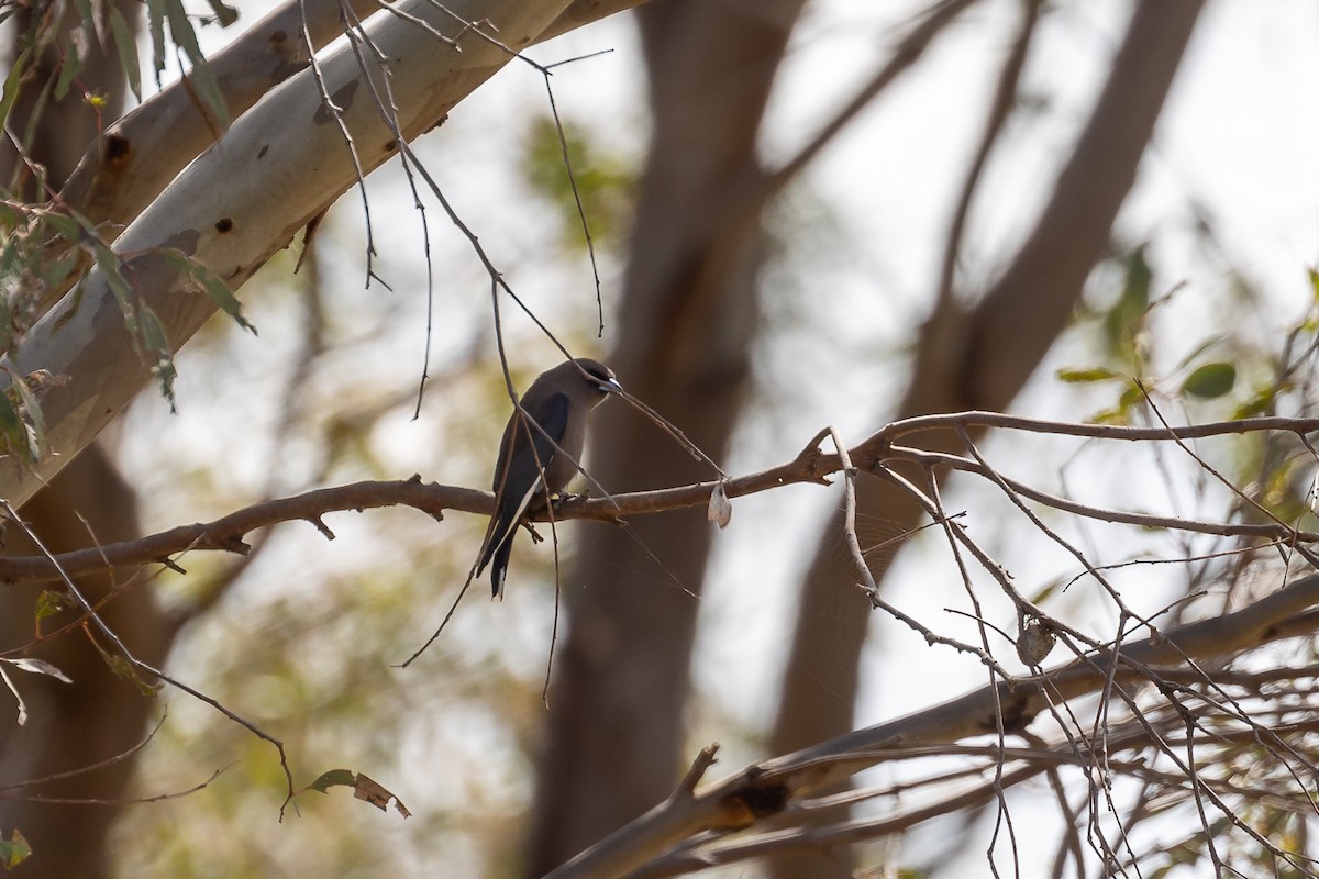 Dusky Woodswallow - ML642754892