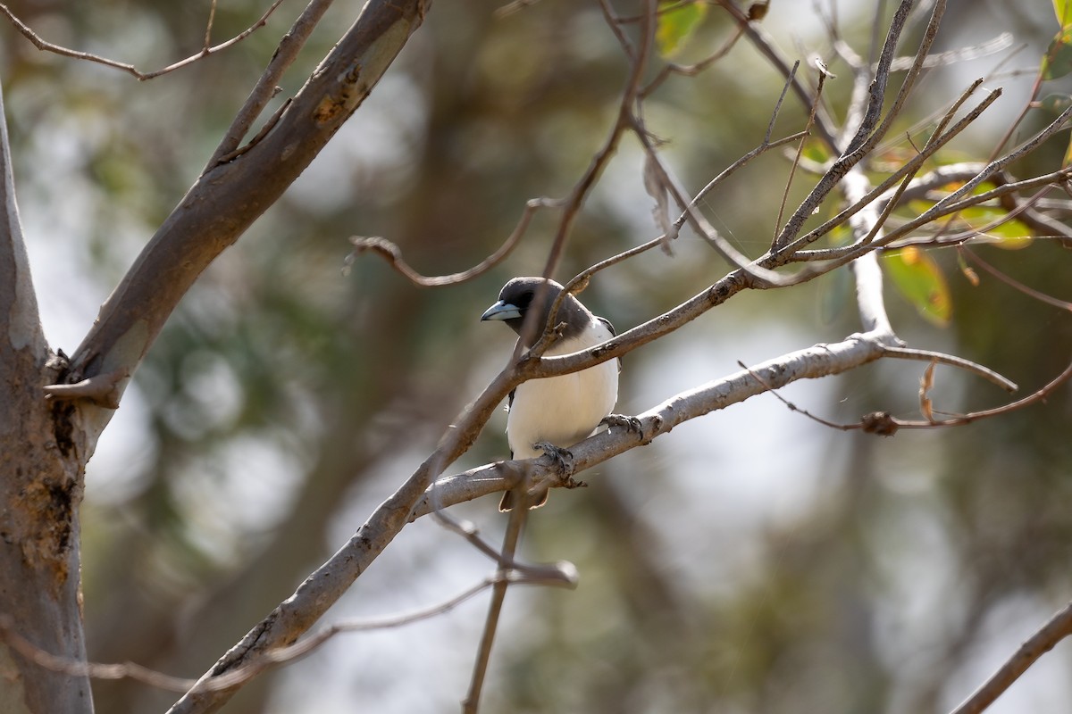 White-breasted Woodswallow - ML642754893