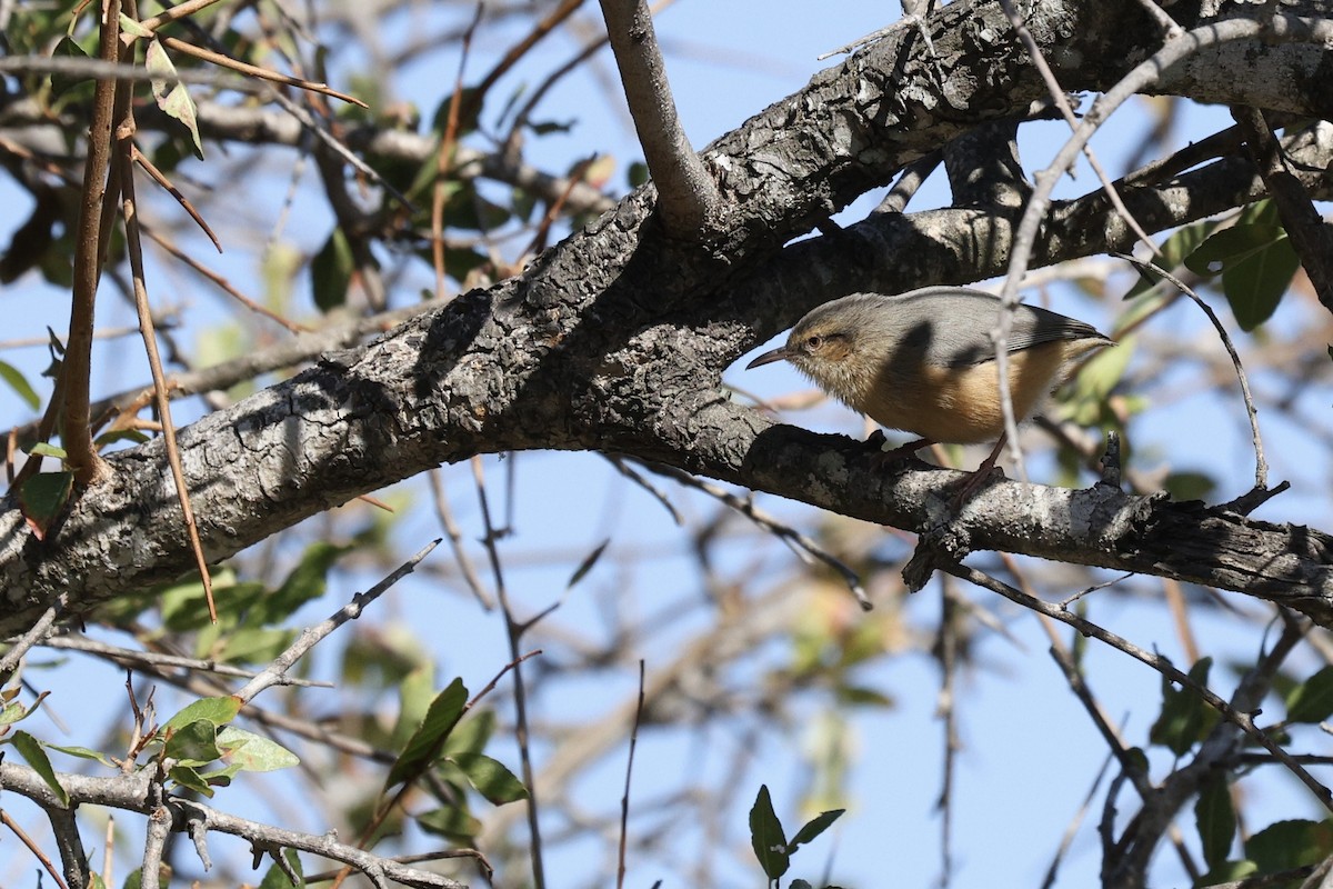 Long-billed Crombec - ML642754894