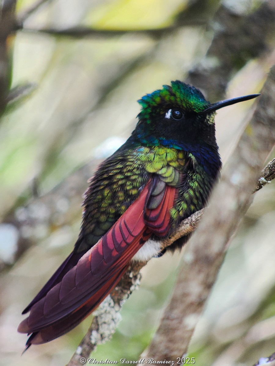 Garnet-throated Hummingbird - ML642754908