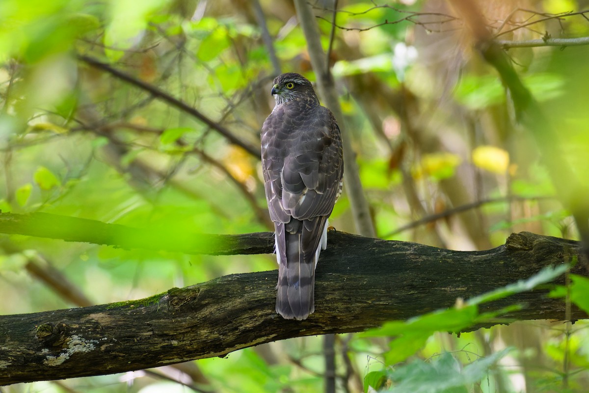 Eurasian Sparrowhawk - ML642754911