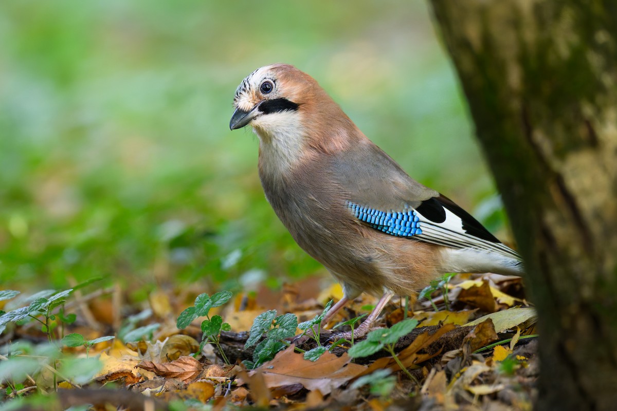 Eurasian Jay - ML642754912