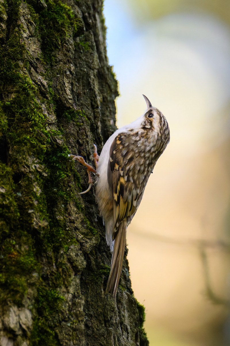 Eurasian Treecreeper - ML642754915