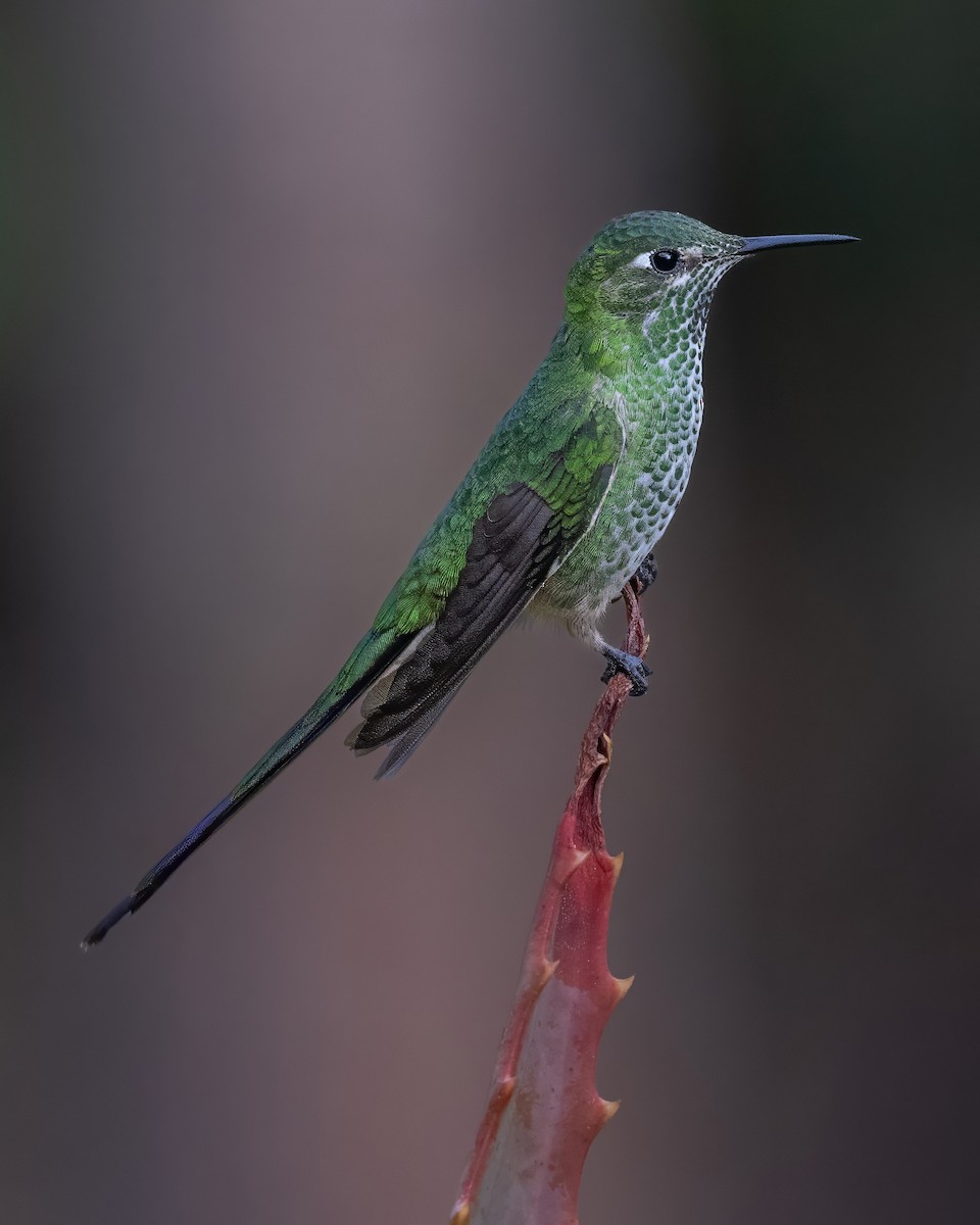 Black-tailed Trainbearer - ML642754939
