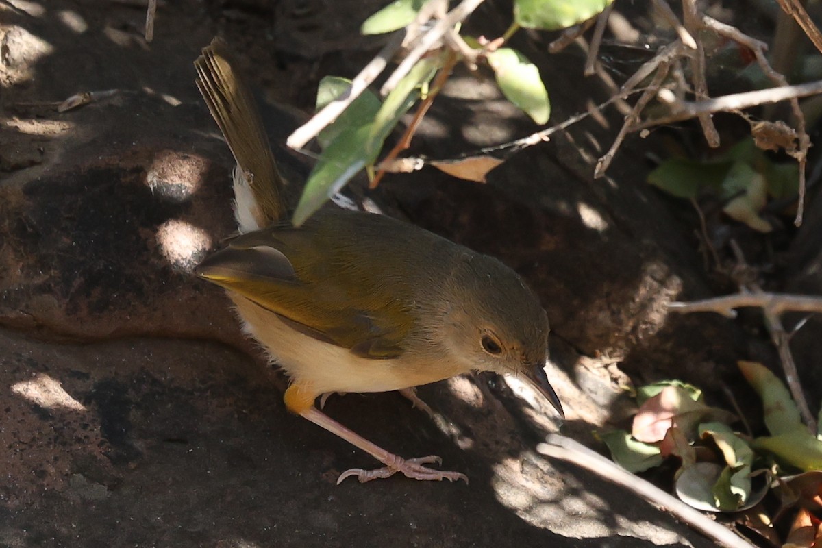 Green-backed Camaroptera (Green-backed) - ML642754940