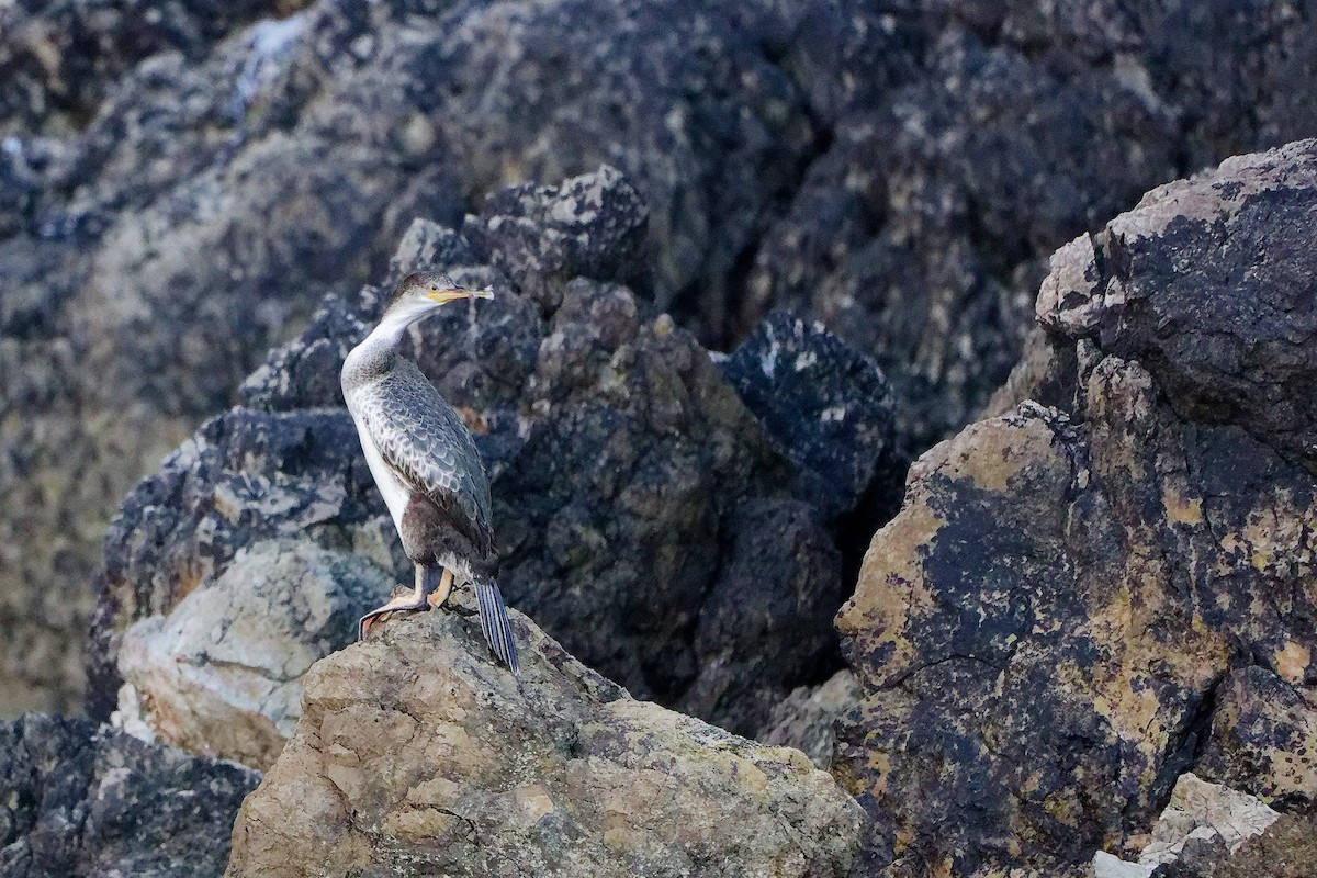 European Shag - ML642754968