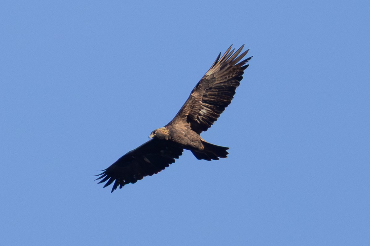 Golden Eagle - ML642754971