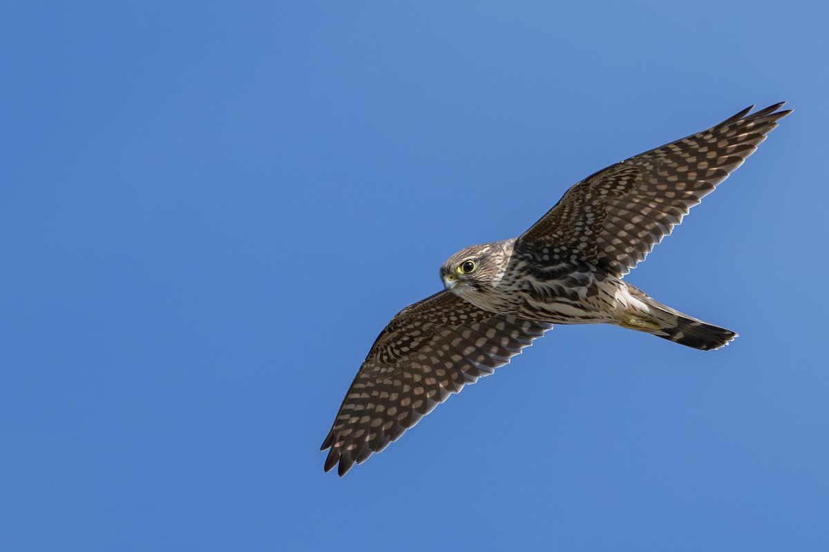 Faucon émerillon (columbarius) - ML642754981