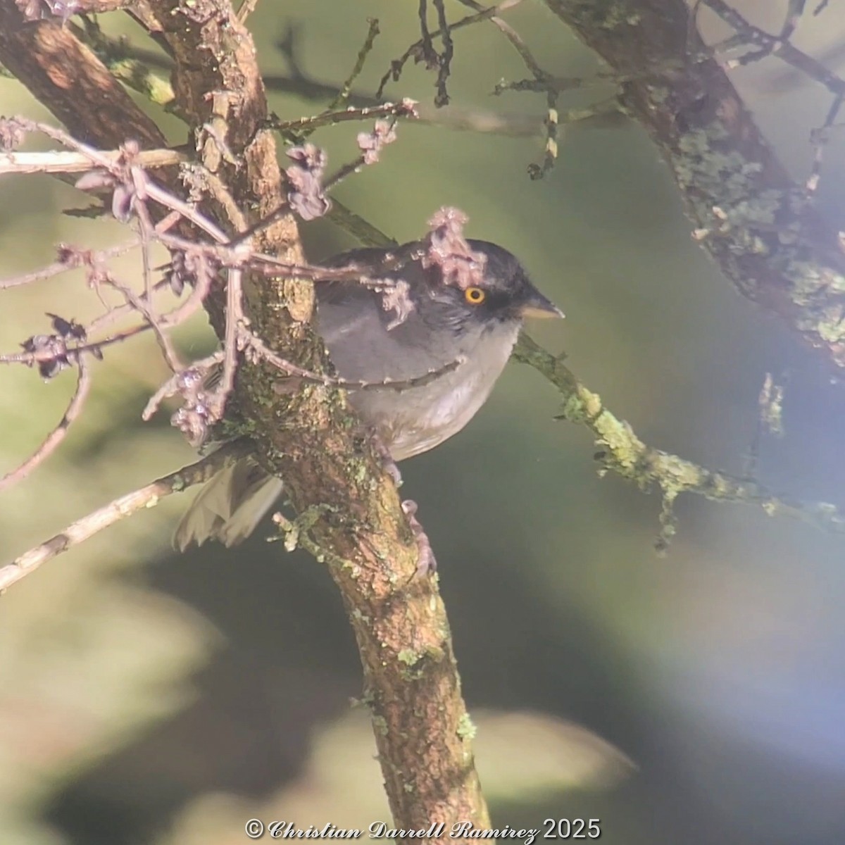 Yellow-eyed Junco - ML642754991