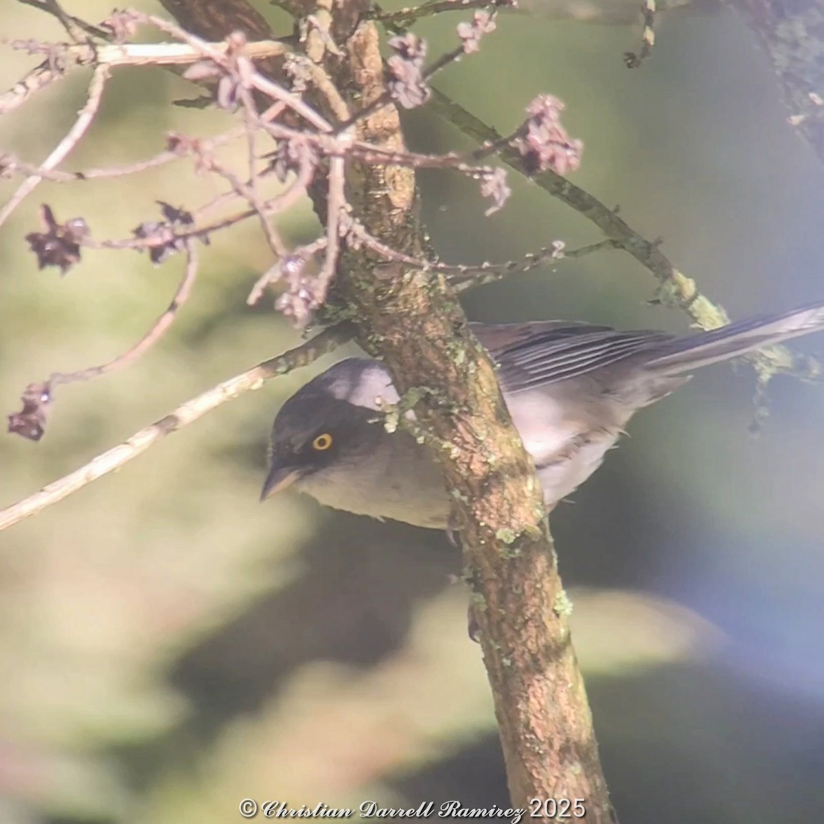 Yellow-eyed Junco - ML642754992