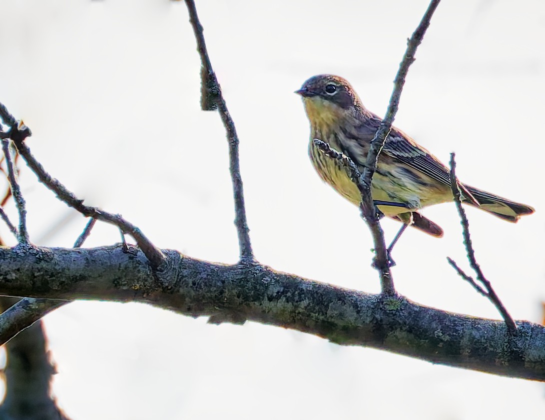 Yellow-rumped Warbler - ML642755007