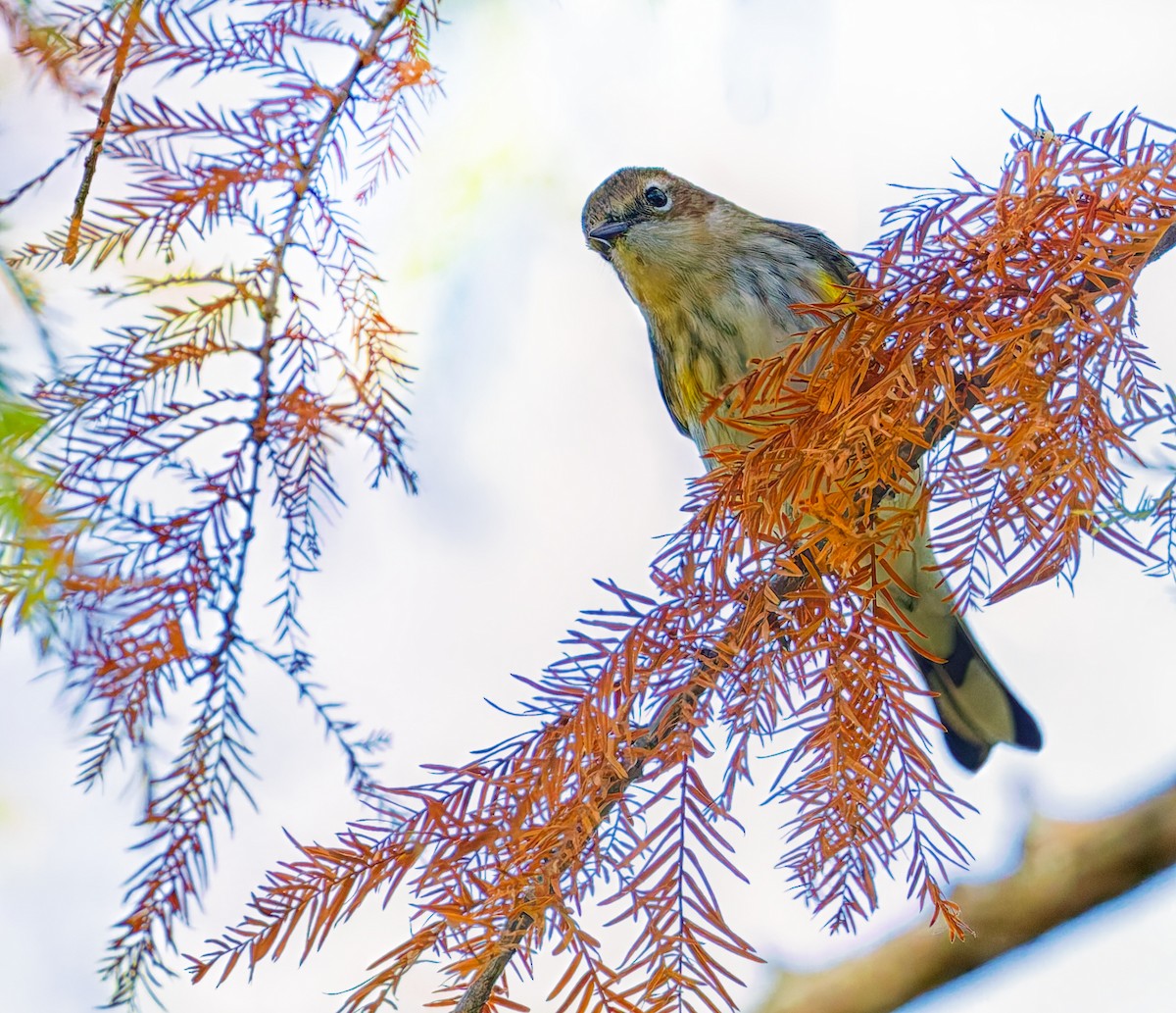 Yellow-rumped Warbler - ML642755008