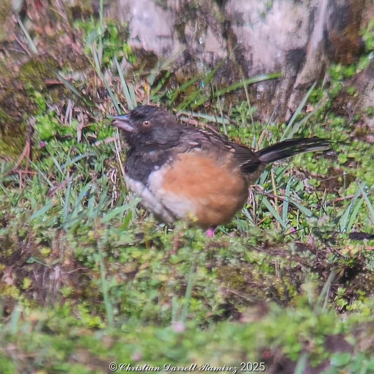 Spotted Towhee - ML642755015