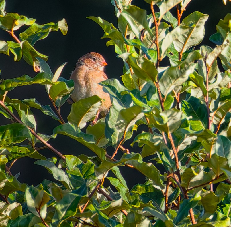Field Sparrow - ML642755016