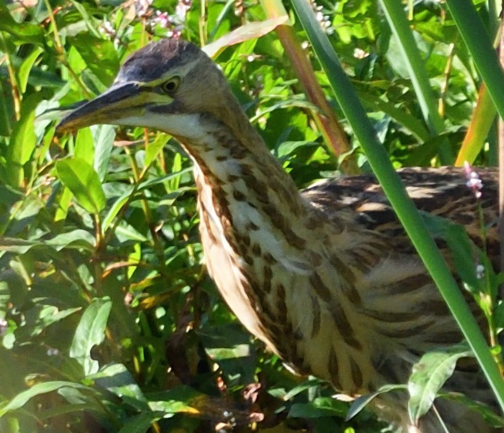 American Bittern - ML642755037