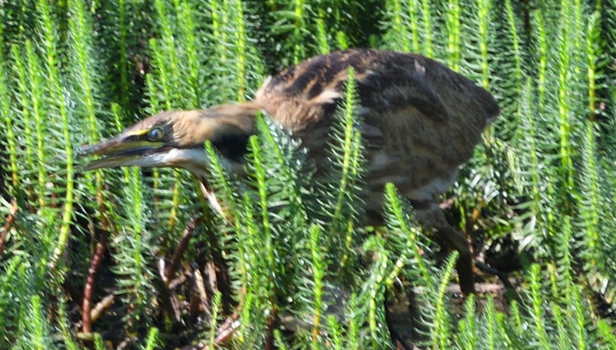 American Bittern - ML642755038