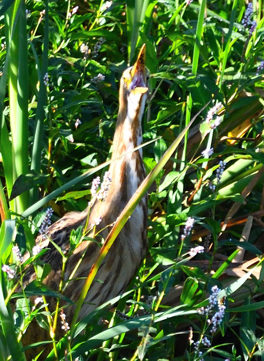 American Bittern - ML642755039