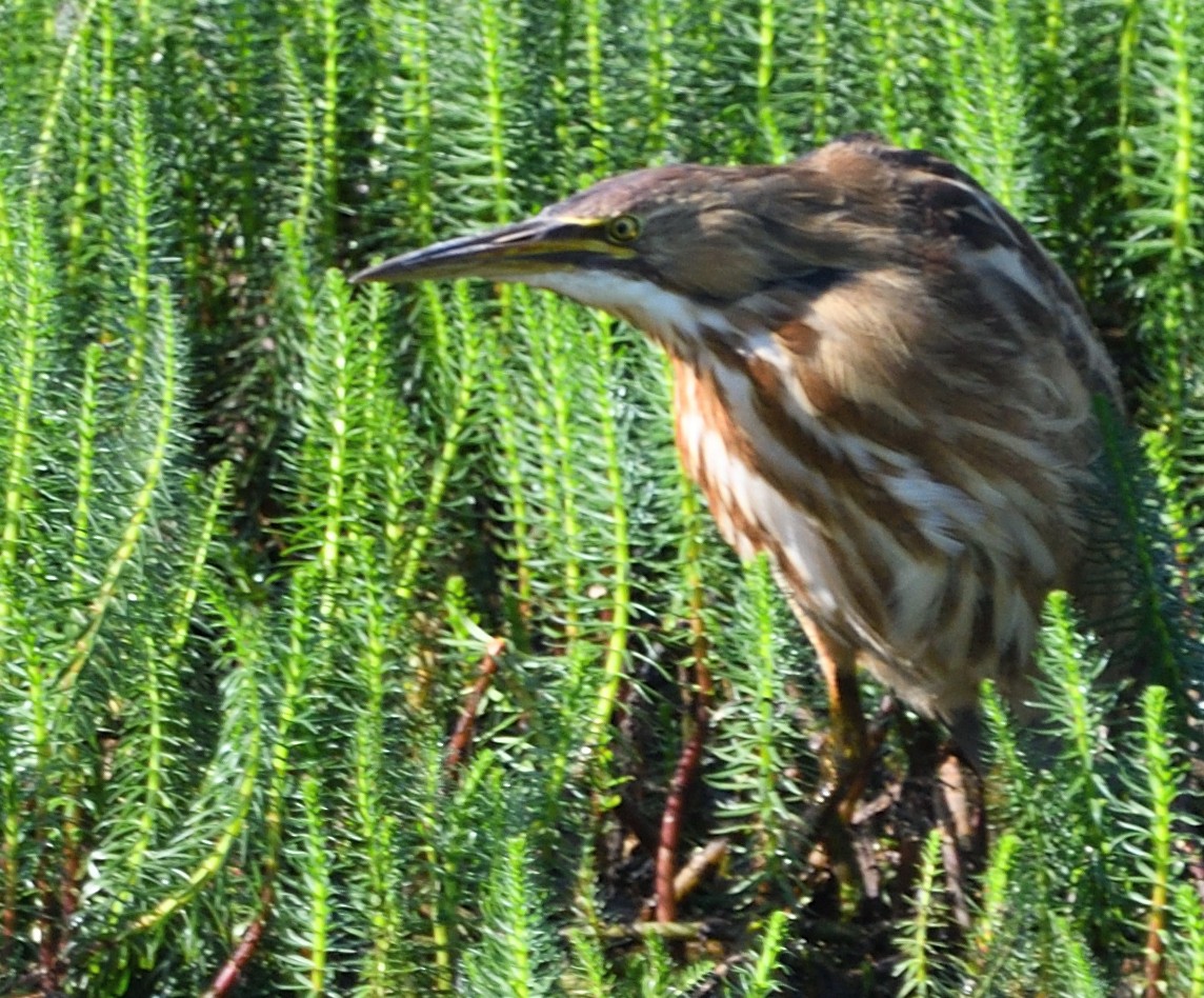 American Bittern - ML642755040