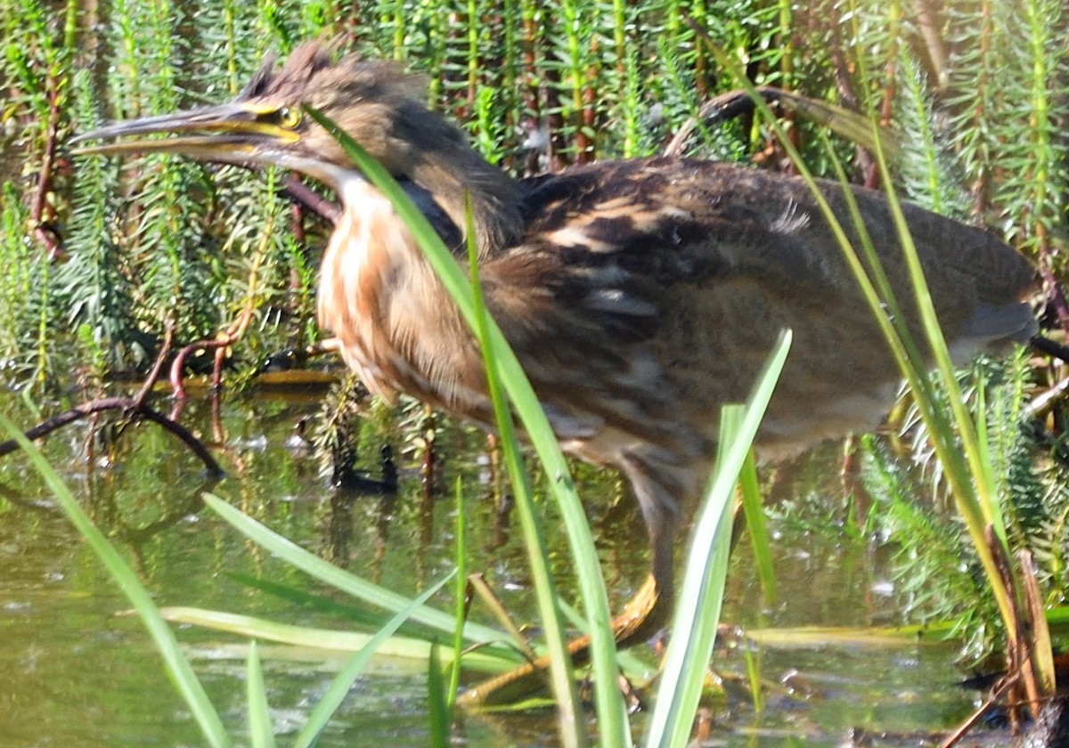 American Bittern - ML642755041