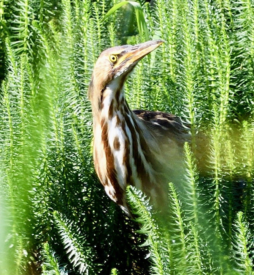 American Bittern - ML642755042