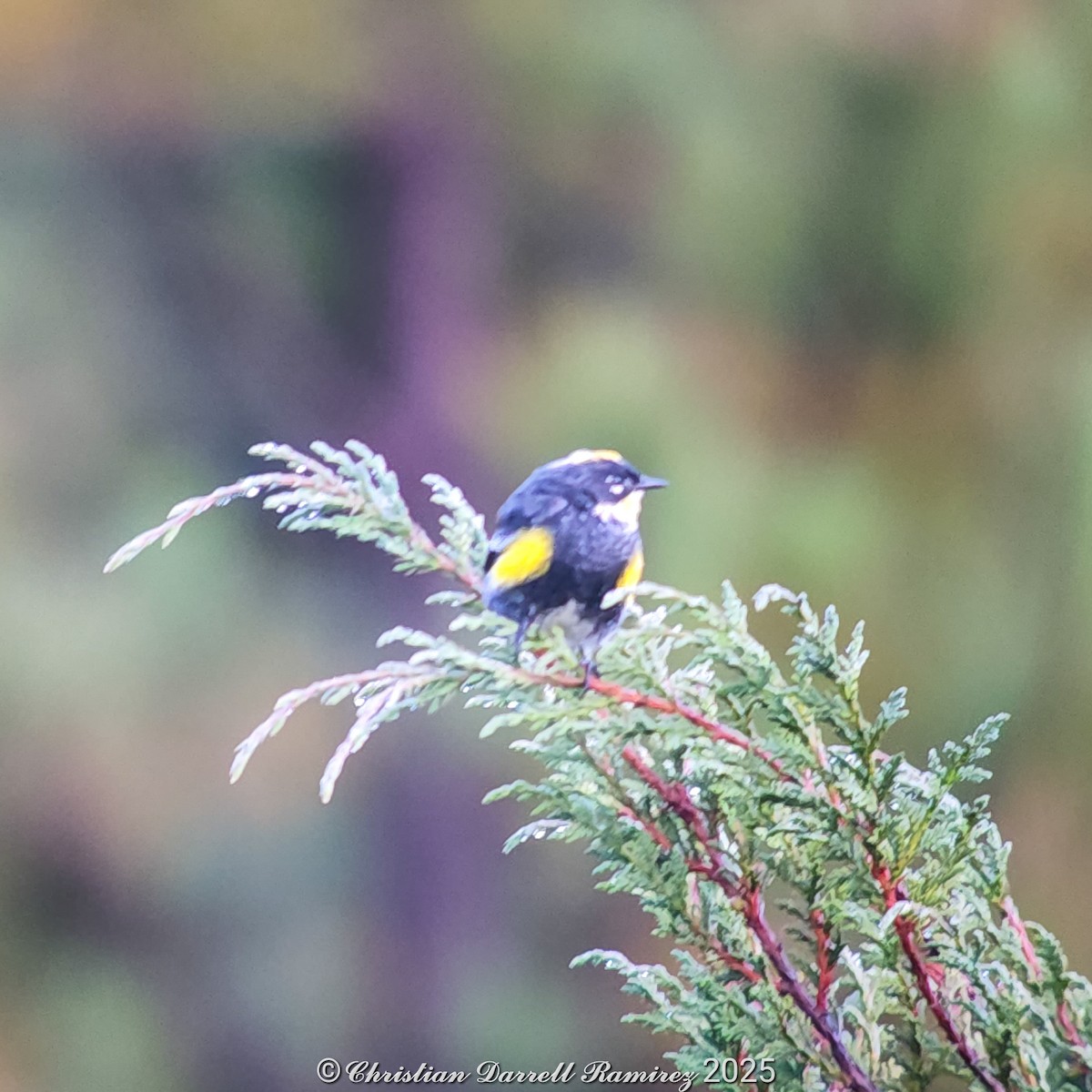 Yellow-rumped Warbler (Goldman's) - ML642755051
