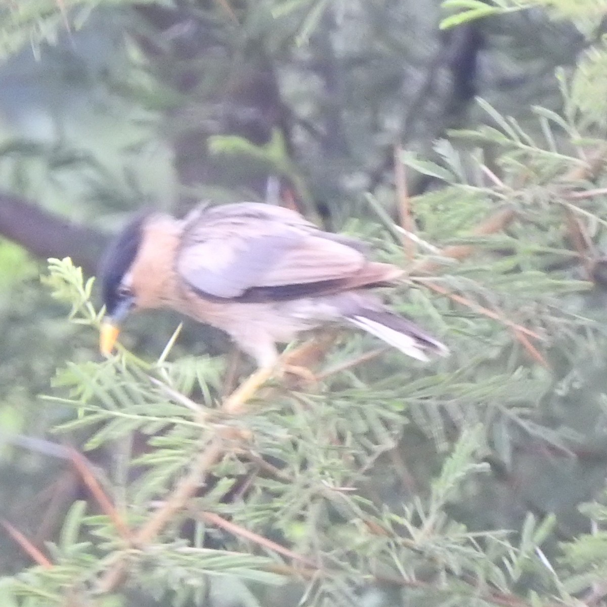 Brahminy Starling - ML642755086