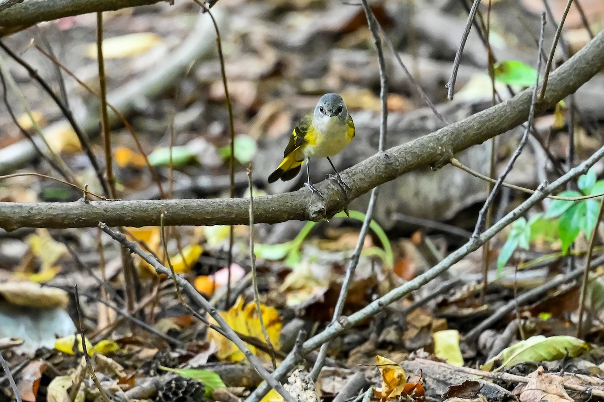 American Redstart - ML642755107