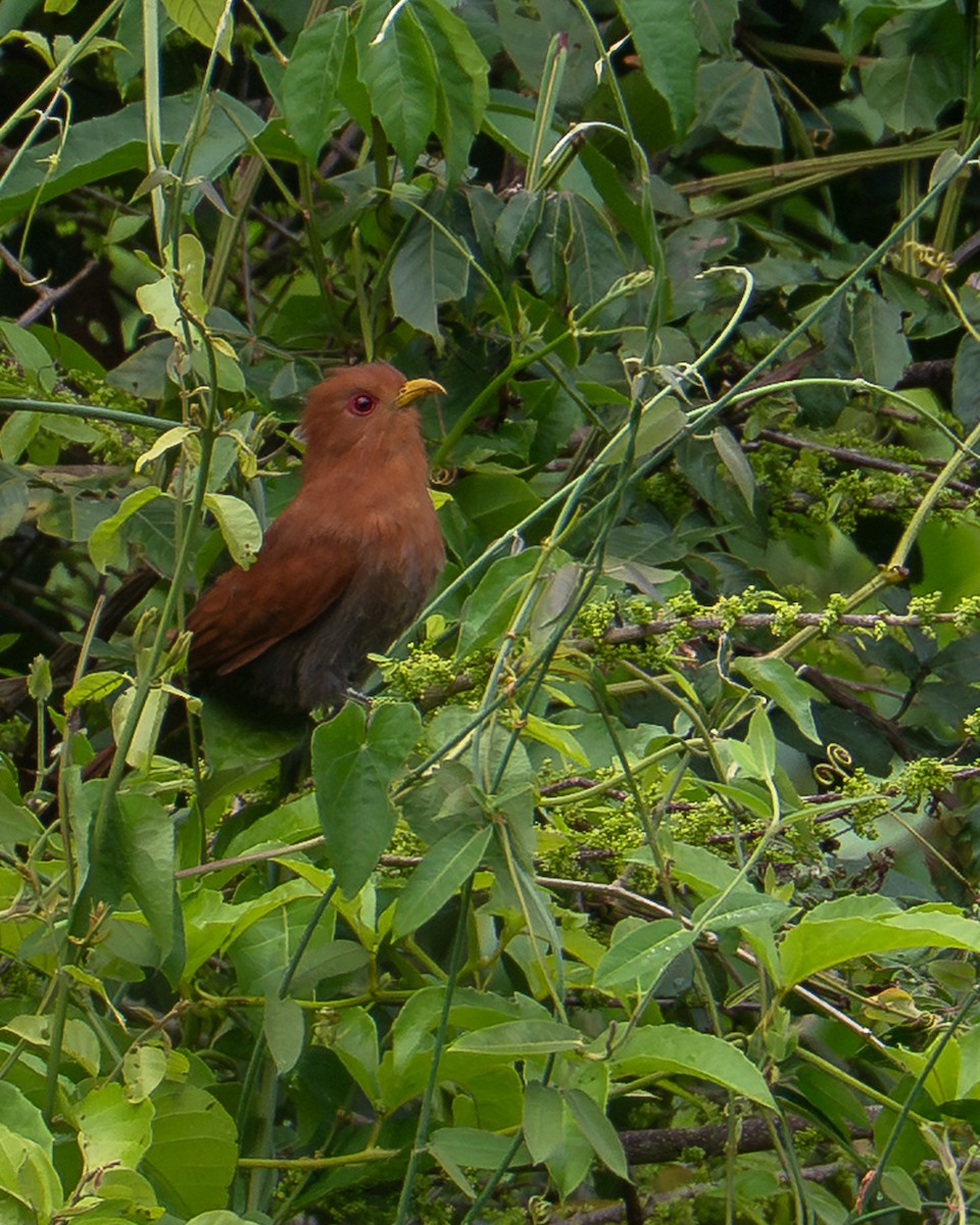 Little Cuckoo - ML642755111