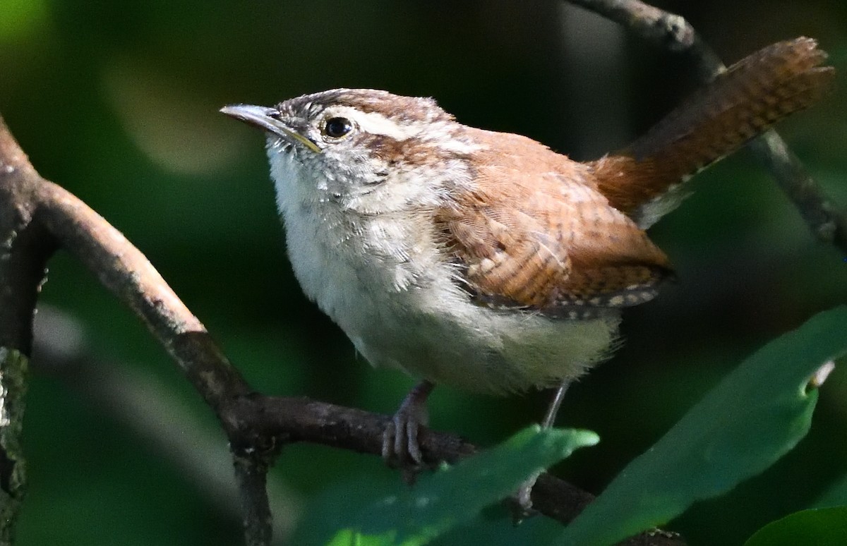 Carolina Wren - ML642755130