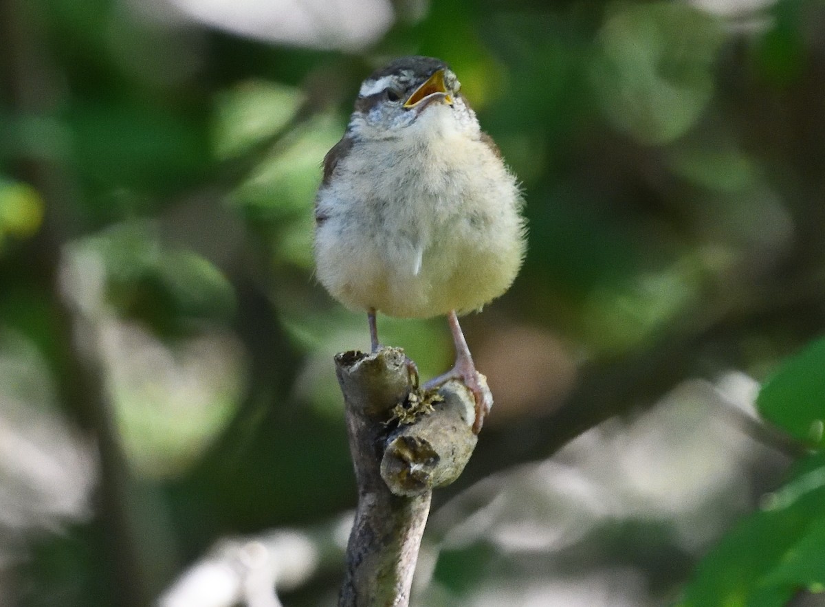 Carolina Wren - ML642755131