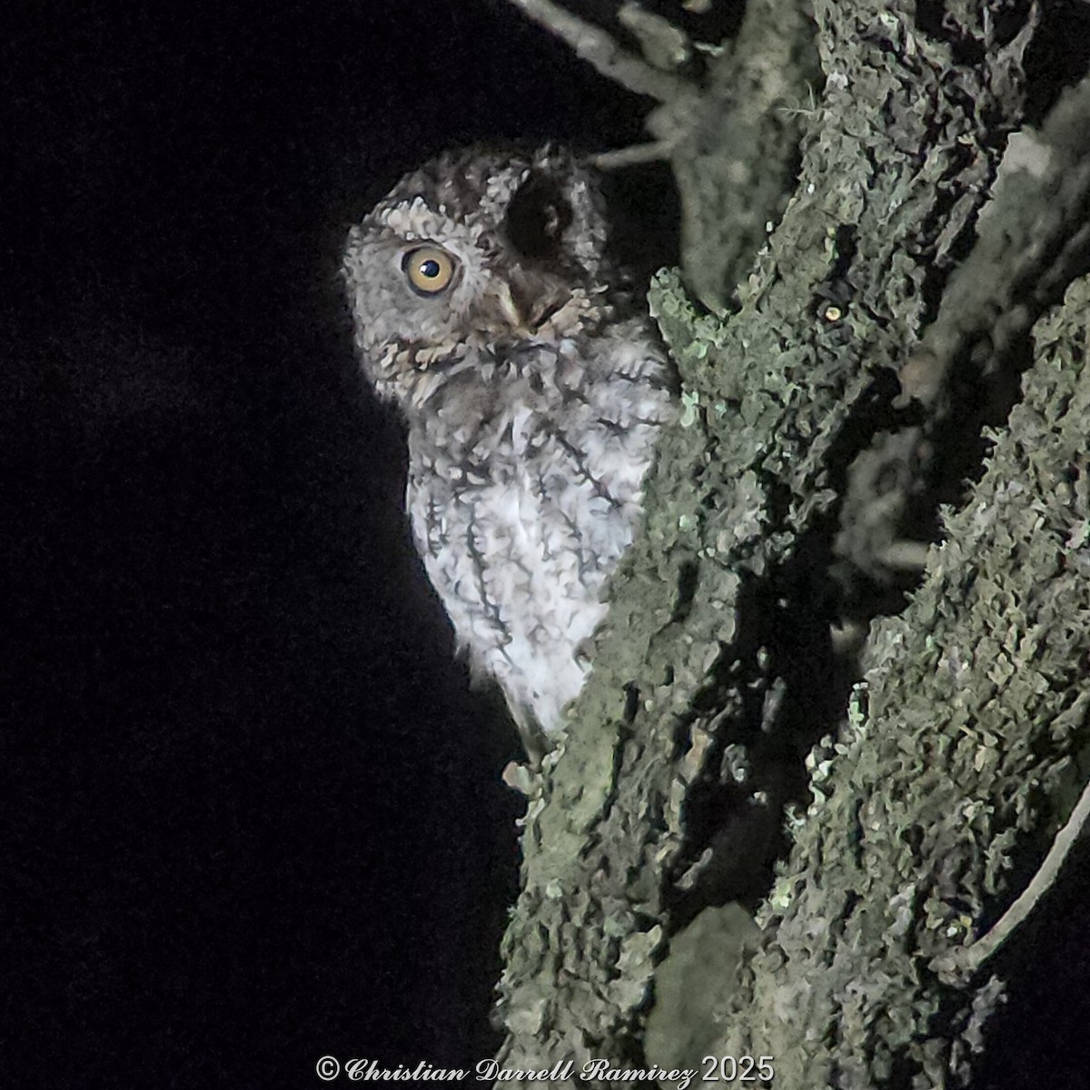 Whiskered Screech-Owl - ML642755134
