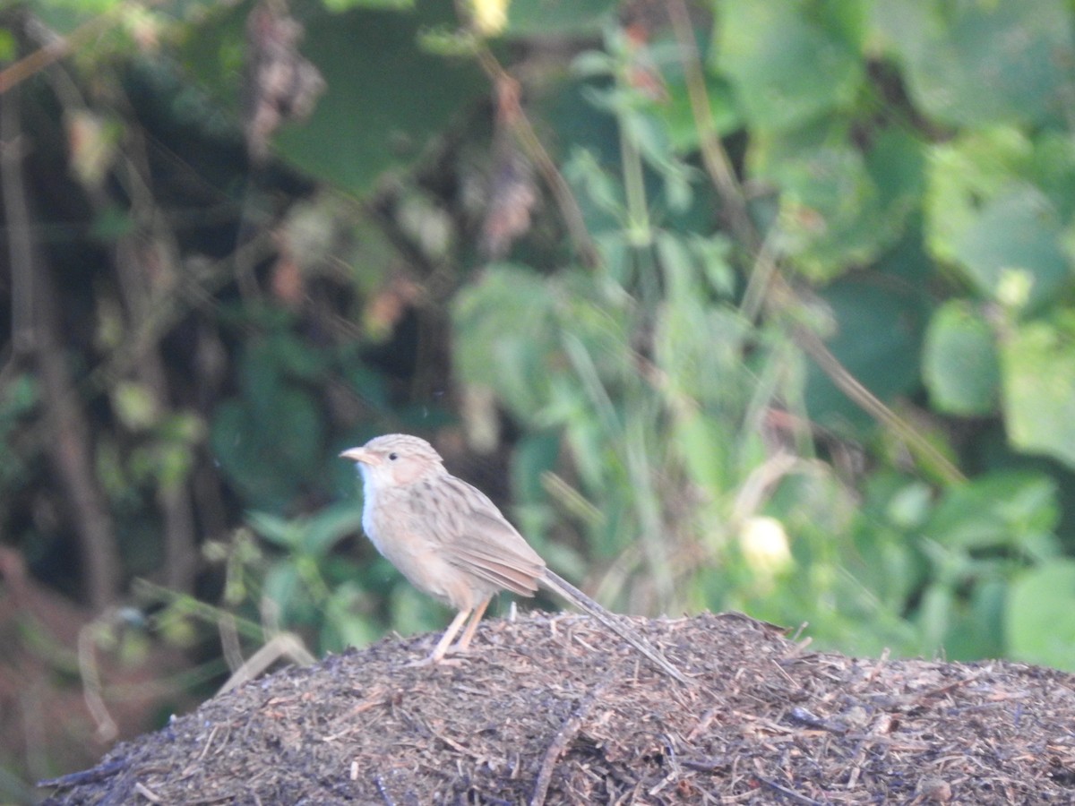 Common Babbler - ML642755143