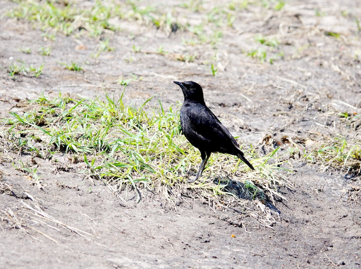 Sooty Chat - ML642755158