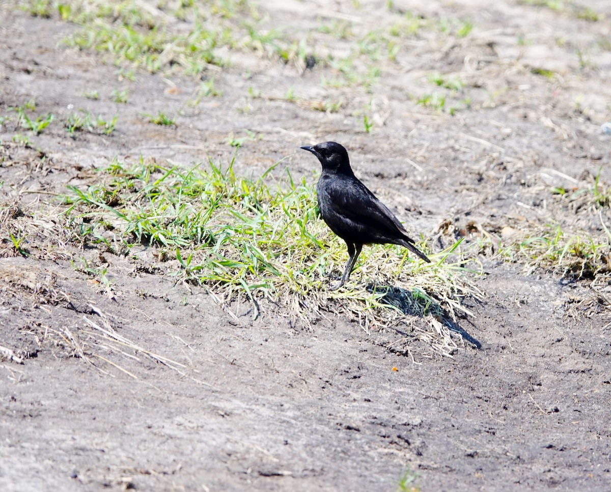 Sooty Chat - ML642755159
