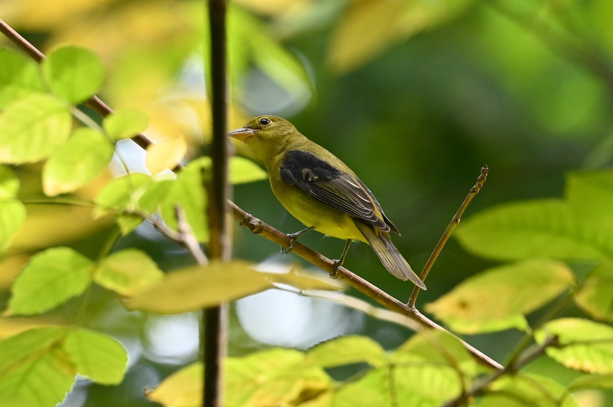 Scarlet Tanager - ML642755161