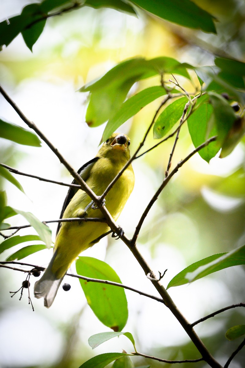 Scarlet Tanager - ML642755162