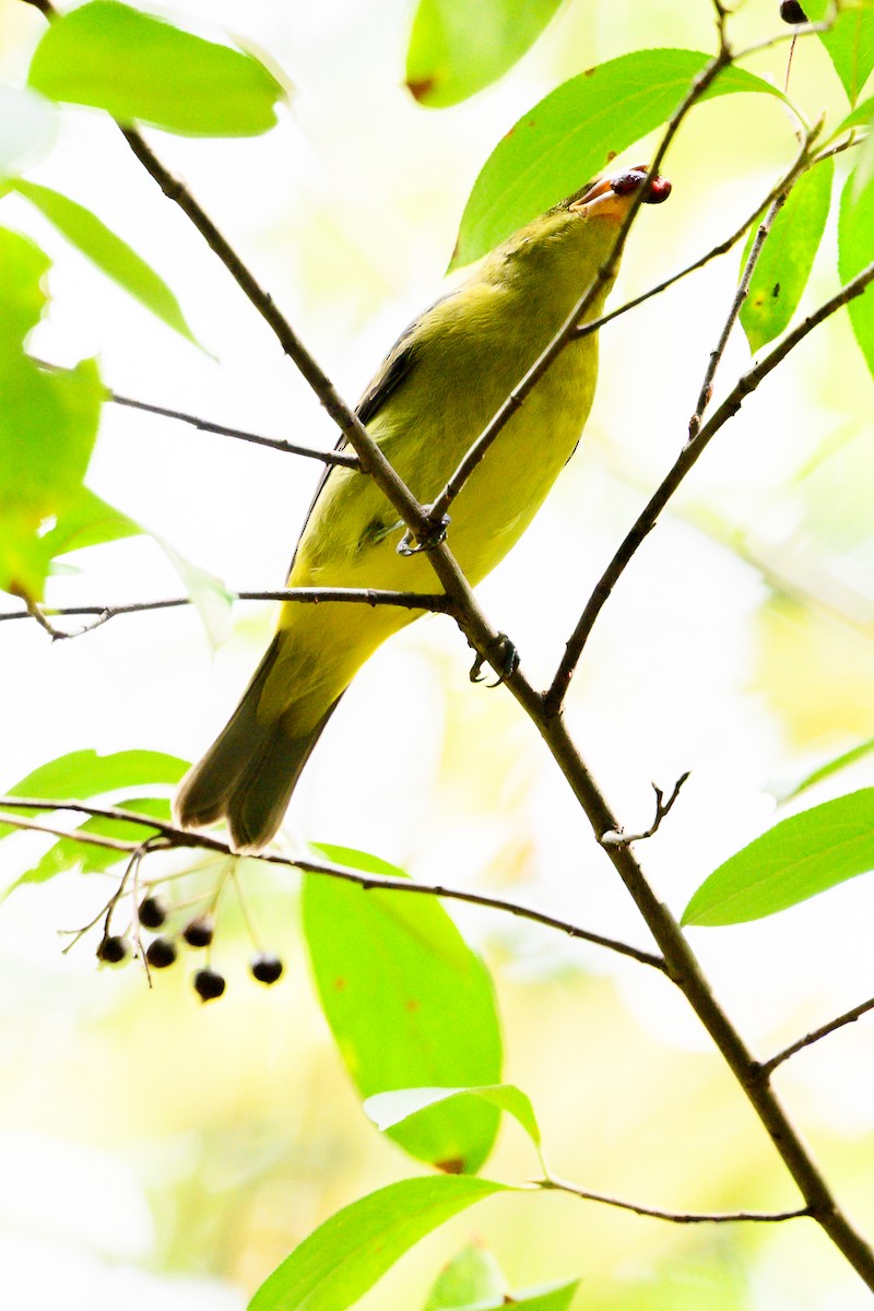 Scarlet Tanager - ML642755164