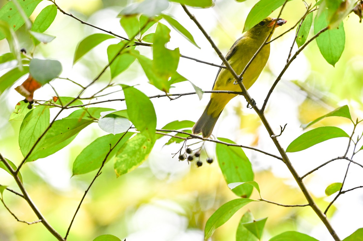 Scarlet Tanager - ML642755165