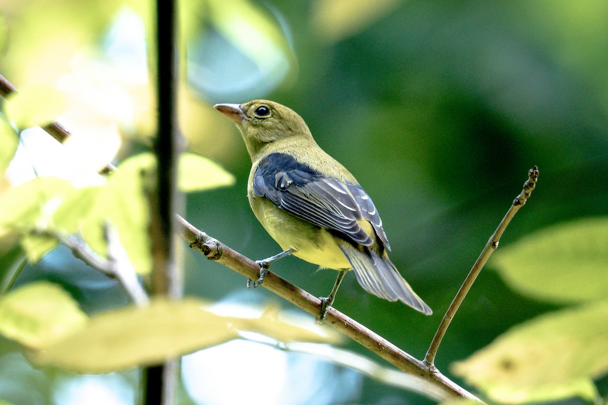 Scarlet Tanager - ML642755167