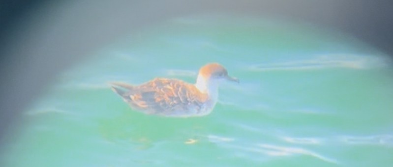 Great Shearwater - ML642755172