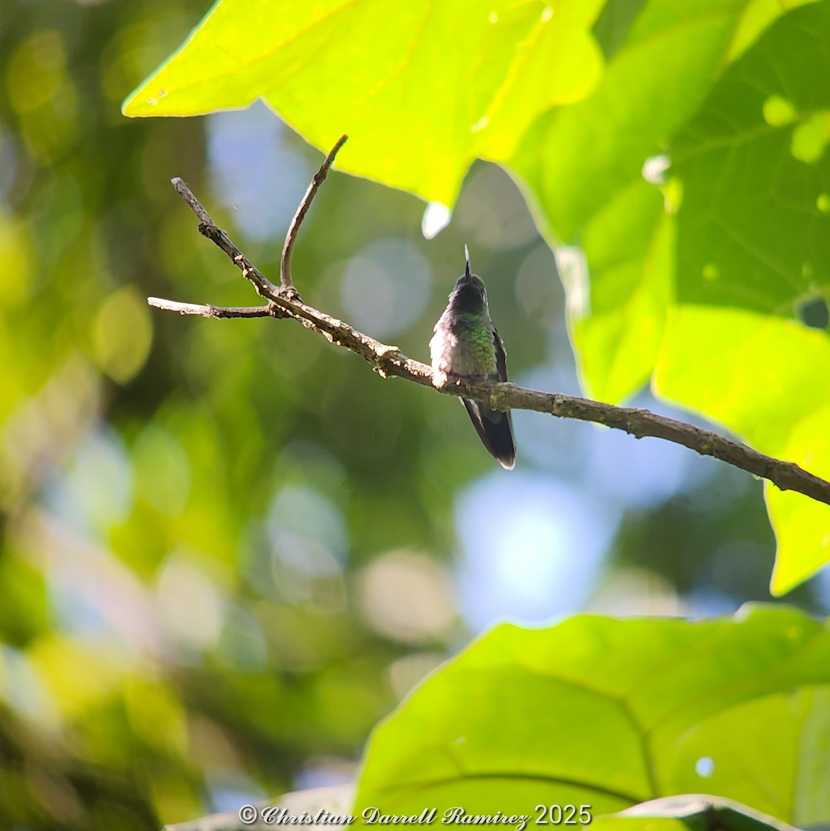 Emerald-chinned Hummingbird - ML642755174