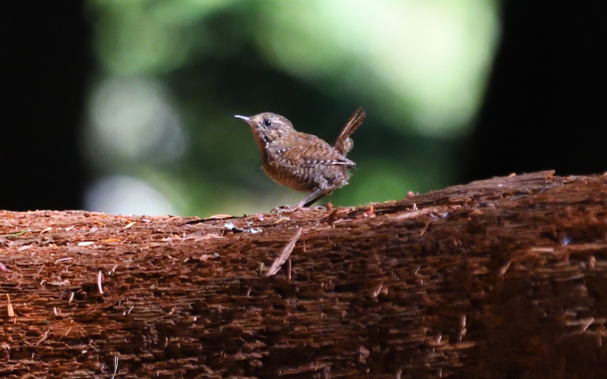Pacific Wren - ML642755185
