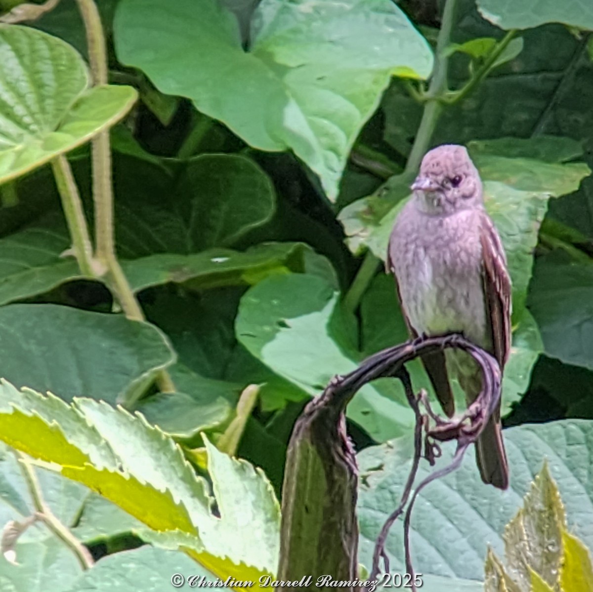 Western Wood-Pewee - ML642755203