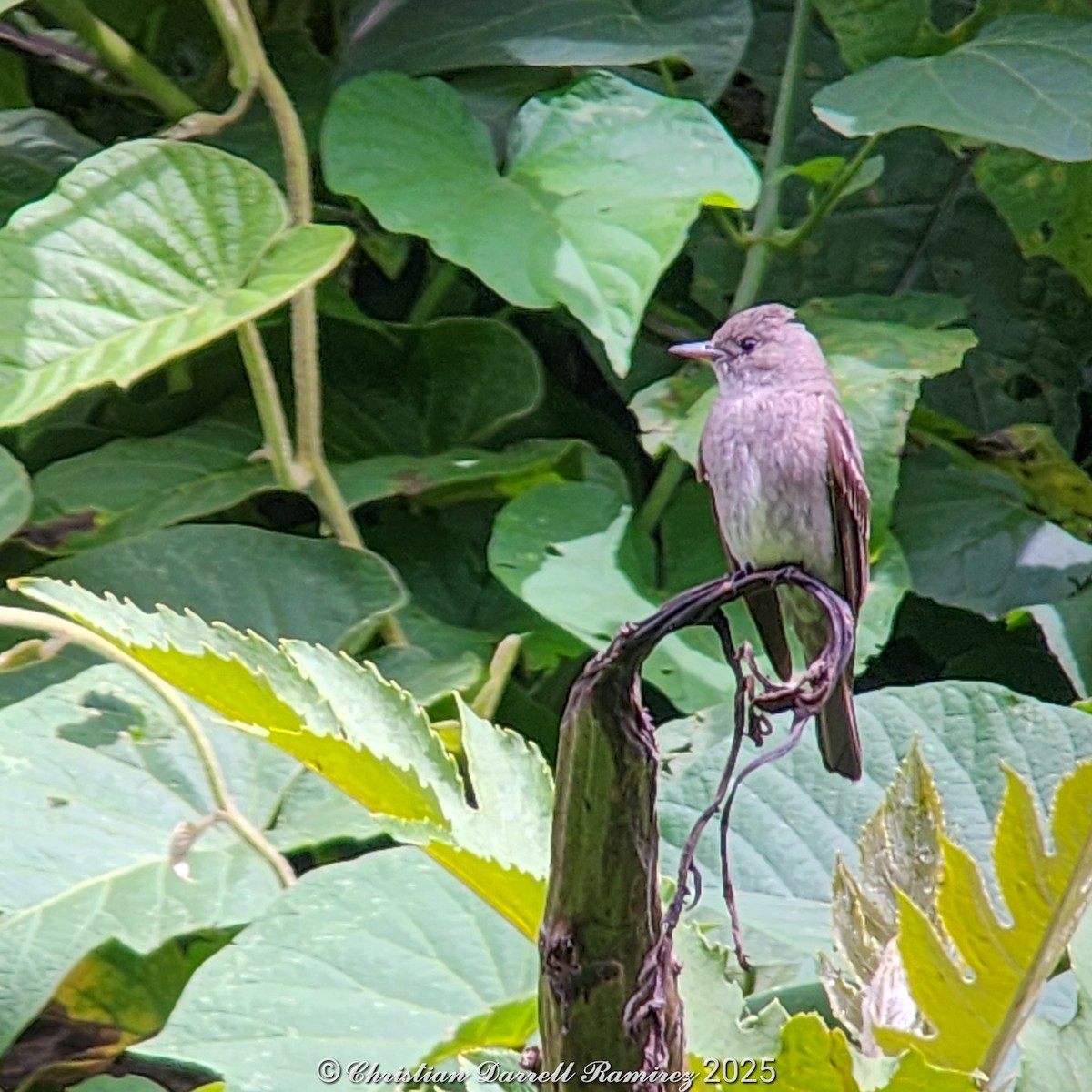 Western Wood-Pewee - ML642755204